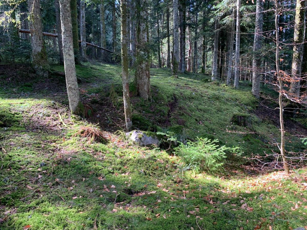 Gîte  Orée des bois Vertolaye Esterno foto
