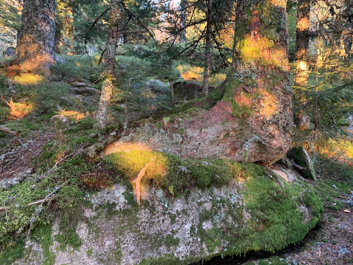 Gîte  Orée des bois Vertolaye Esterno foto