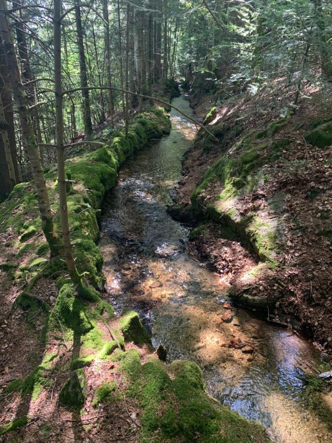 Gîte  Orée des bois Vertolaye Esterno foto