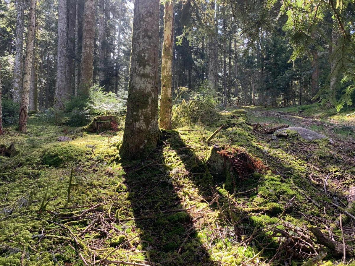 Gîte  Orée des bois Vertolaye Esterno foto