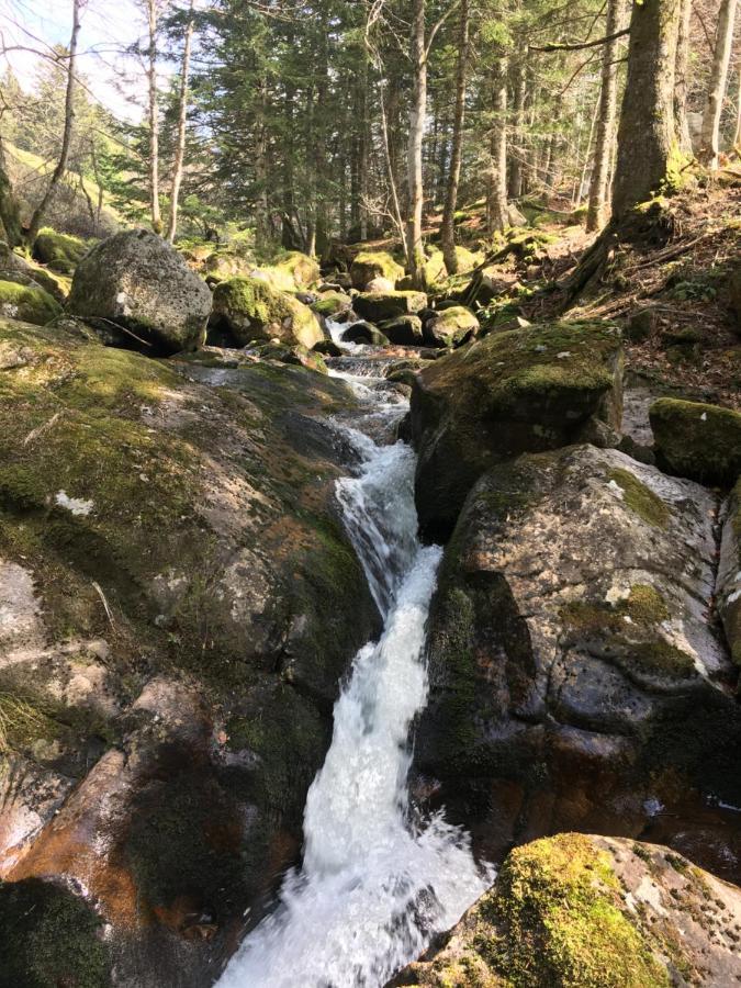 Gîte  Orée des bois Vertolaye Esterno foto