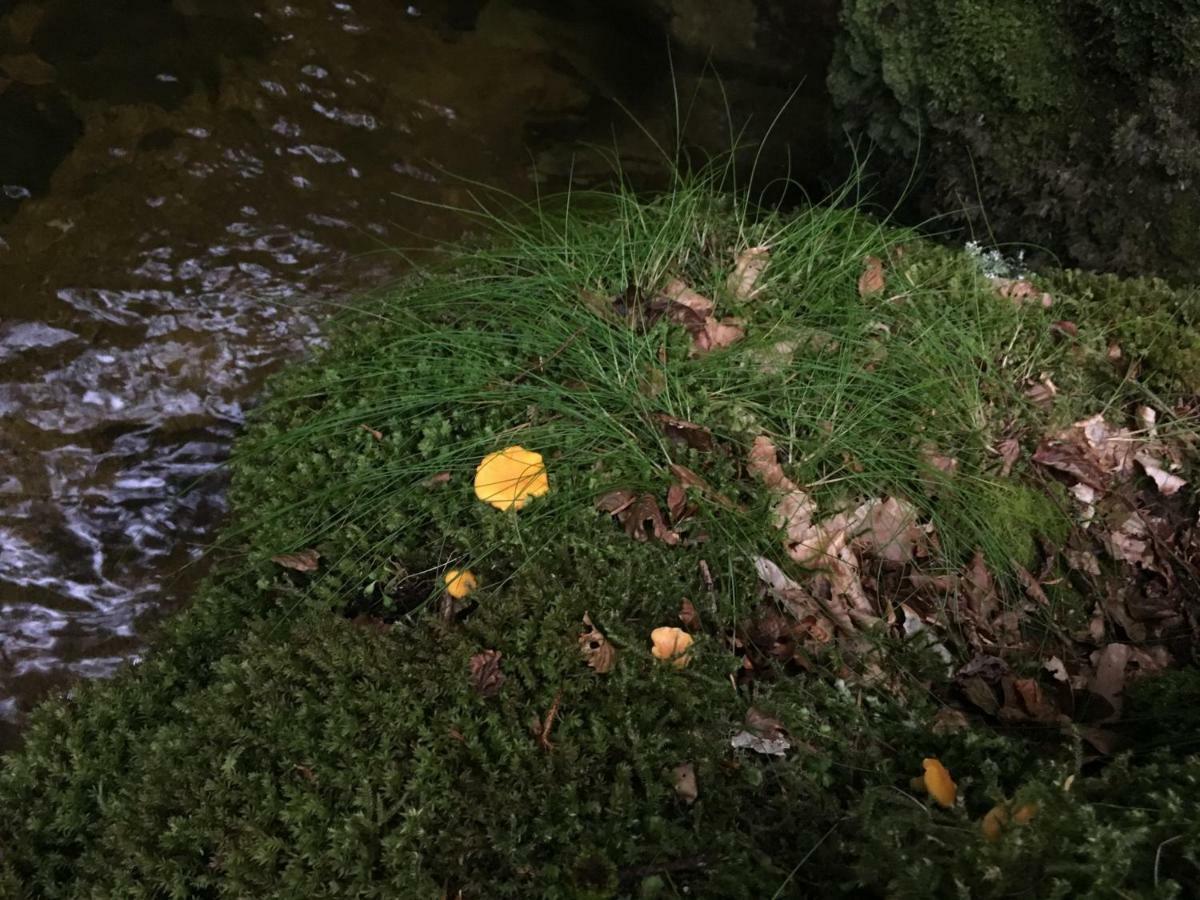 Gîte  Orée des bois Vertolaye Esterno foto